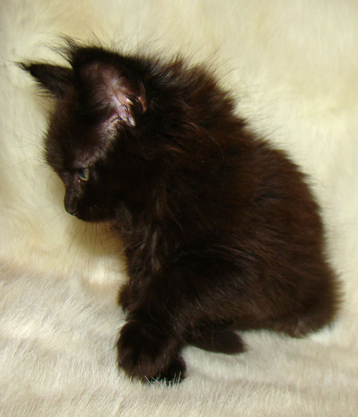     Catsvill County!   !    !       !!!    Catsvill County +7-926-544-74-09     .   ,   ,   ,    ,   ,  ,     ,   -,    ,   !